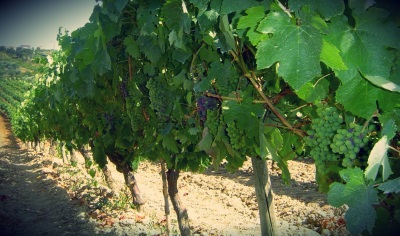 Certificação de vinhos tranquilos e espumantes DO Bairrada aumentou 8% em 2014